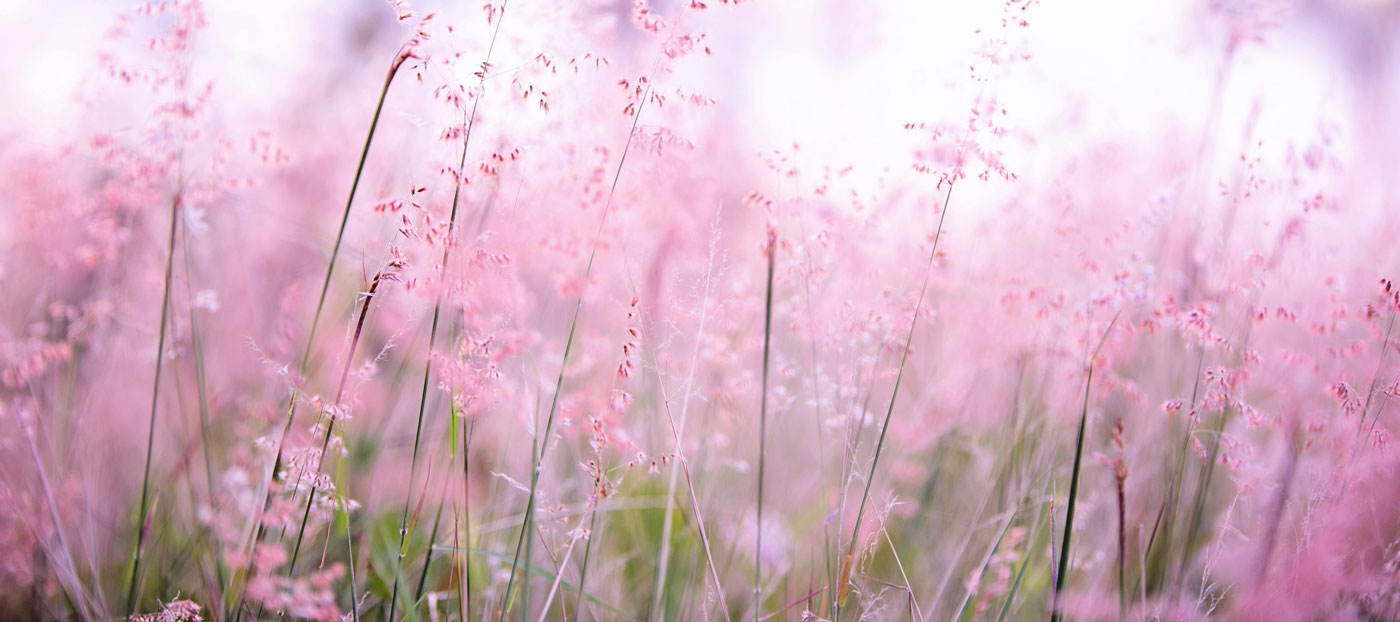 page-header-img